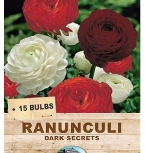 RANUNCULUS DARK SECRETS 12 BULBS