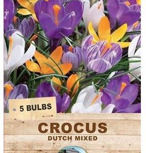 CROCUS DUTCH MIXED 4 BULBS