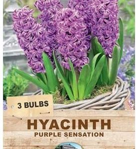 HYACINTH PURPLE SENSATION 2 BULBS