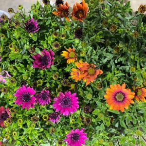 OSTEOSPERMUM ASSORTED 150MM