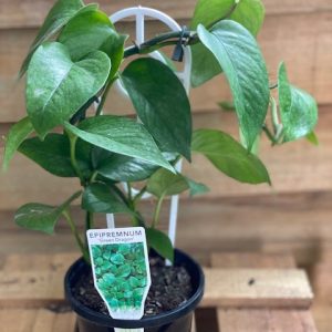Epipremnum Green Dragon 125mm