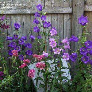 CAMPANULA CANTERBURY BELLS