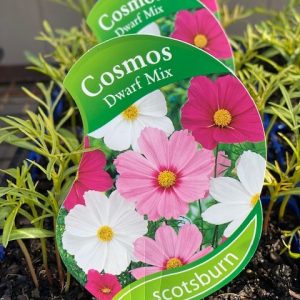 Cosmos Dwarf Mix