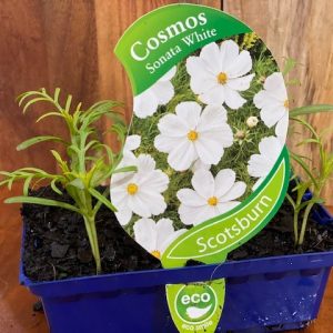 COSMOS SONATA WHITE