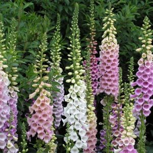 DIGITALIS FOXY