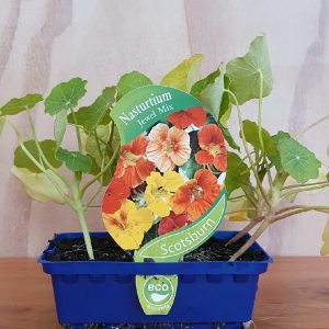 NASTURTIUM JEWEL MIX