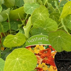 NASTURTIUM JEWEL MIX 3