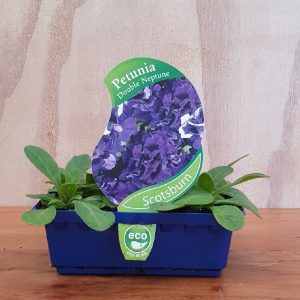 PETUNIA NEPTUNE
