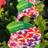 Petunia Star Mix