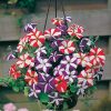 Petunia Star Mix - Image 2