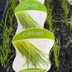 CHIVES 2