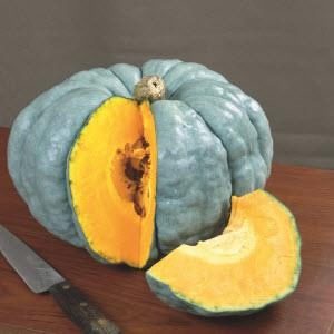 PUMPKIN QUEENSLAND BLUE SCOT.