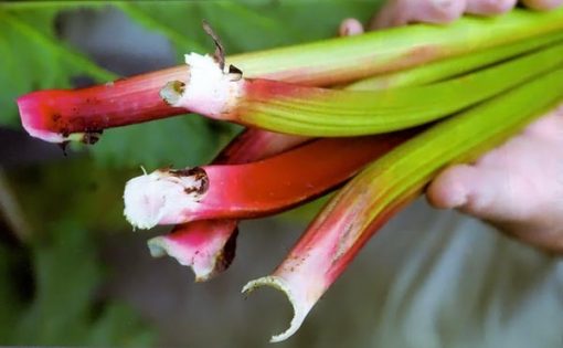 RHUBARB VICTORIA - Image 2