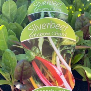 SILVERBEET RAINBOW CHARD