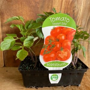 TOMATO SWEET BITE Punnet