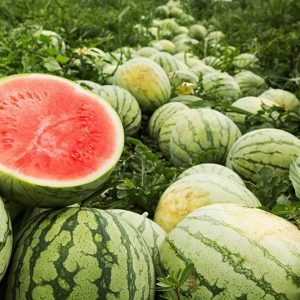 WATERMELON SNOOKER
