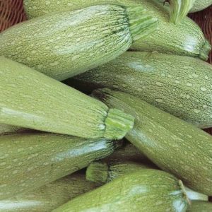 Zucchini Lebanese Punnet