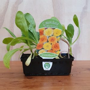 CALENDULA PACIFIC BEAUTY 2