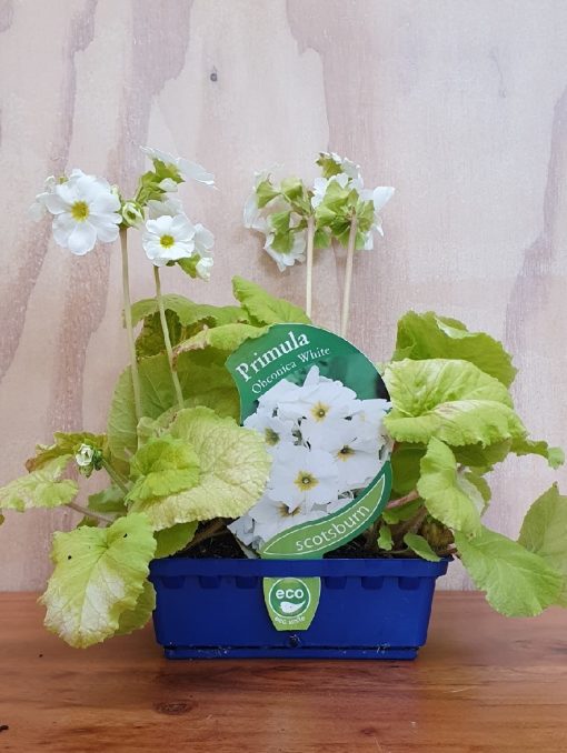 PRIMULA LIBRE WHITE
