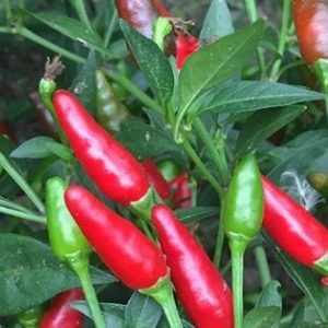 CHILLI THAI Punnet
