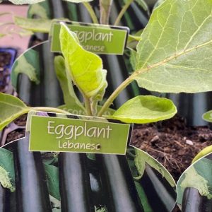 EGGPLANT LEBANESE 100MM