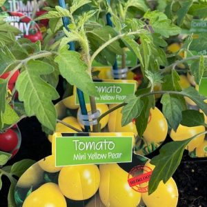 Tomato Mini Yellow Pear 100mm