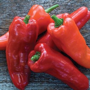 CAPSICUM EUROPEAN PAPRIKA 100MM
