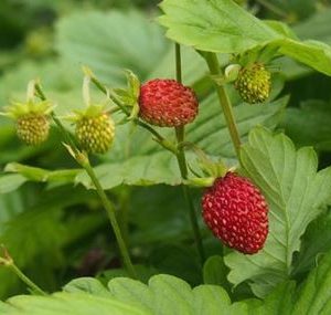 STRAWBERRY ALPINE 100M