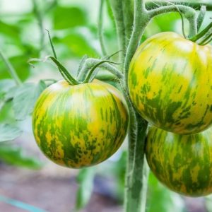 TOMATO GREEN ZEBRA 100MM