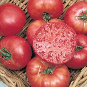 TOMATO MORTGAGE LIFTER 100MM