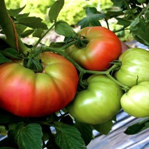 TOMATO Beefsteak 100MM