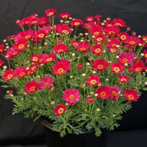 ARGYRANTHEMUM MOLIMBA RED Daisy 200MM