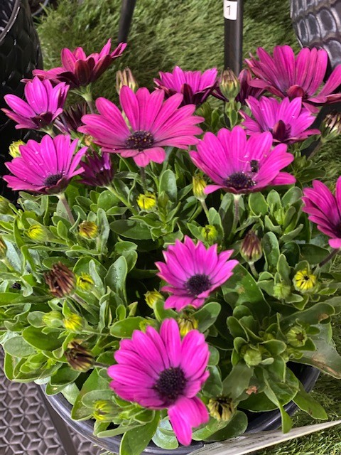 OSTEOSPERMUM DARK PURPLE 200MM | Garden Feast