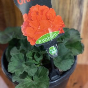 GERANIUM ORANGE 200MM