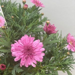 ARGYRANTHEMUM SUNDAY BEST 200MM