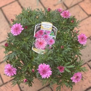 ARGYRANTHEMUM SUNDAY BEST 200MM