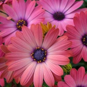 OSTEOSPERMUM ROSE MAGIC 200M