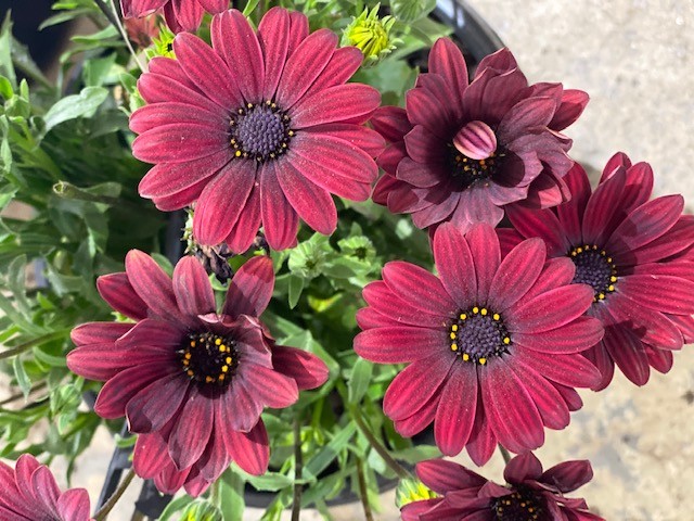 OSTEOSPERMUM ZION RED 200MM | Garden Feast