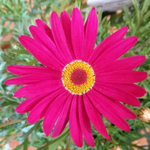 ARGYRANTHEMUM SUBLIMNE PINK 200MM