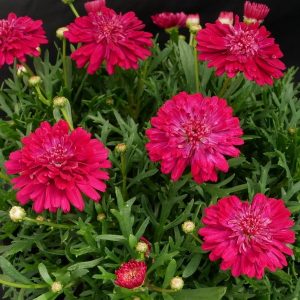 ARGYRANTHEMUM POM POM RED Daisy 200MM