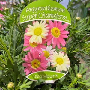 ARGYRANTHEMUM CHAMELEON 200MM