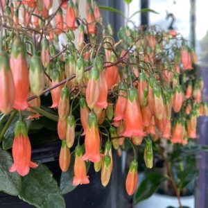 Kalanchoe Trailing Basket 300mm