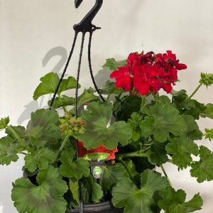 Geranium Big Red 270mm Hanging Basket