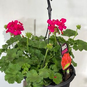 Geranium Big Pink 270mm Hanging Basket