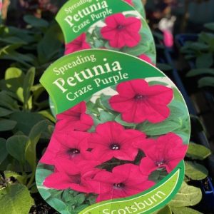 PETUNIA SPREADING CRAZE PURPLE