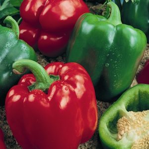 CAPSICUM SWEET MAMA Punnet