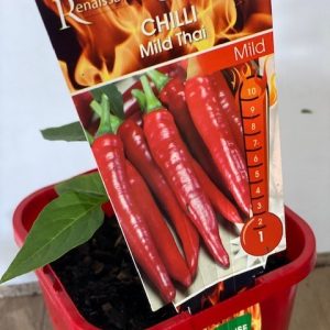 Chilli Mild Thai 100mm