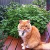 CATNIP 80MM - Image 2
