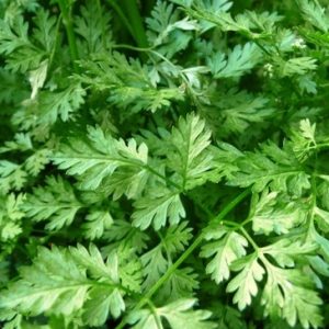 CHERVIL HERB 100mm Pot
