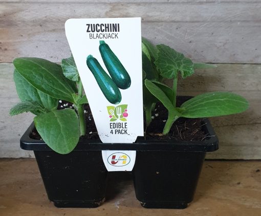ZUCCHINI BLACKJACK 4 PACK